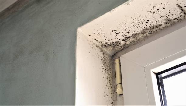 Best Post-Remediation Verification Testing  in Parkland, FL